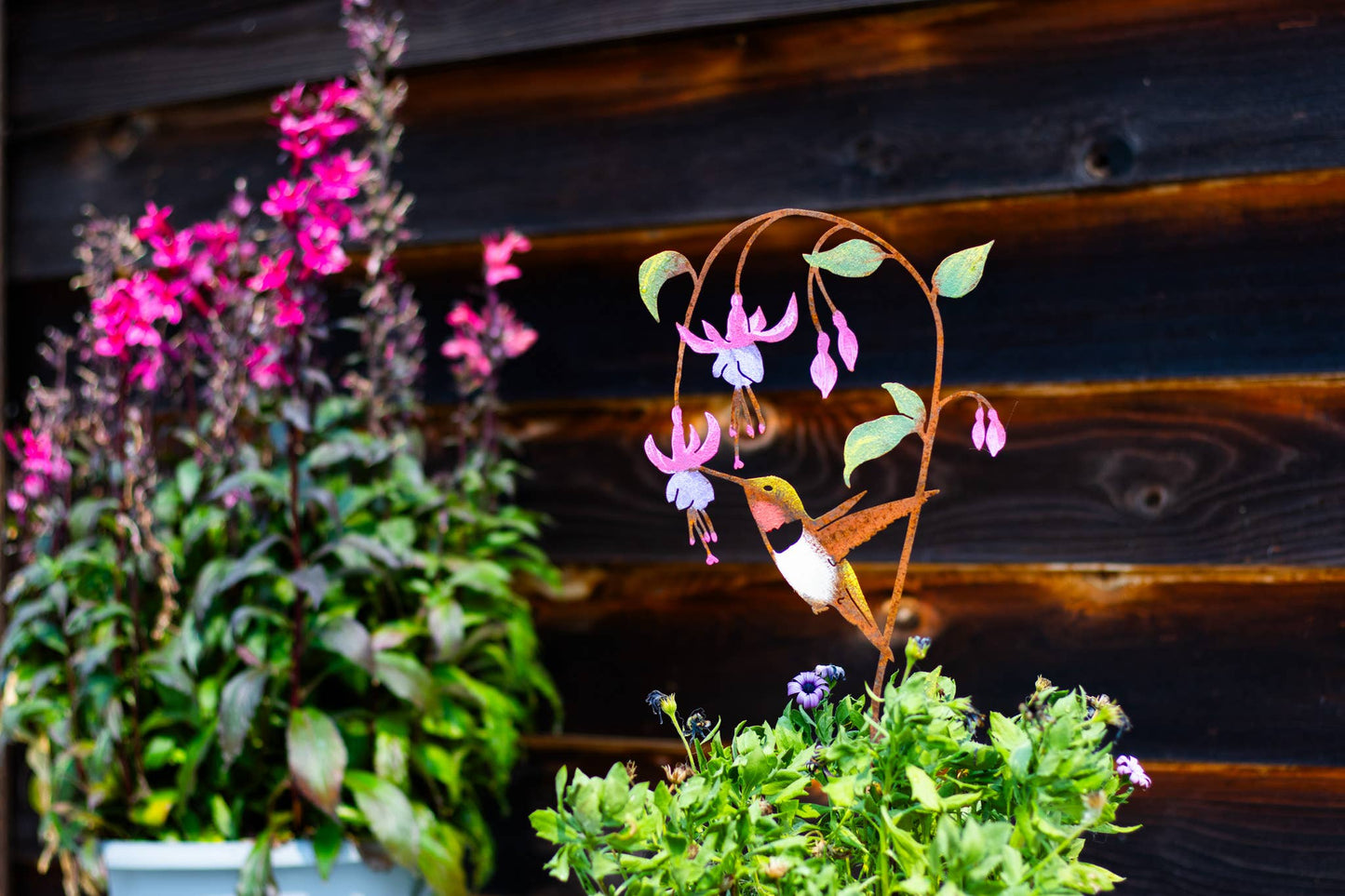 Hummingbird on Fuchsia Pick -Painted