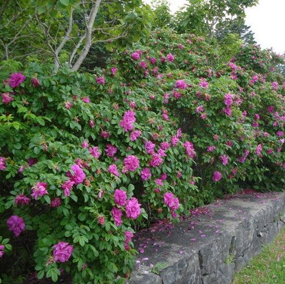 Hansa Rugosa Rose | Rosa