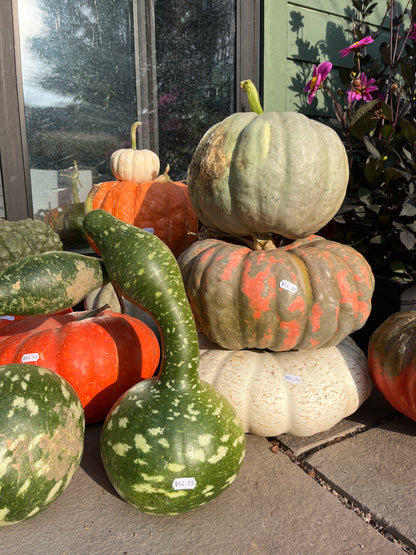 Assorted Pumpkins & Gourds