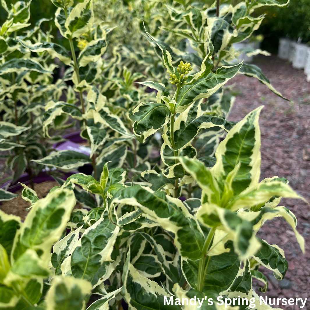 Cool Splash Dwarf Bush Honeysuckle | Diervilla sessilifolia