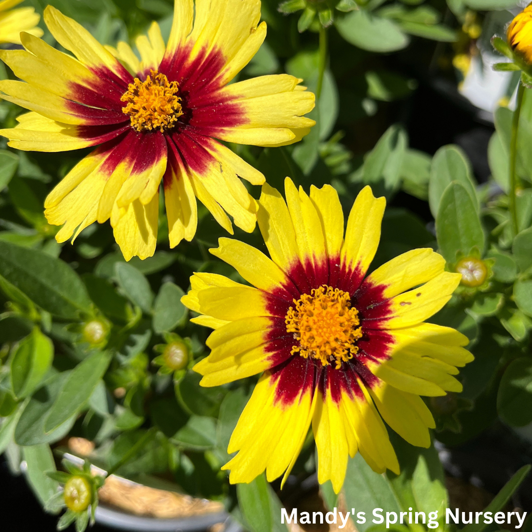 Uptick™ Yellow & Red Tickseed | Coreopsis hybrid