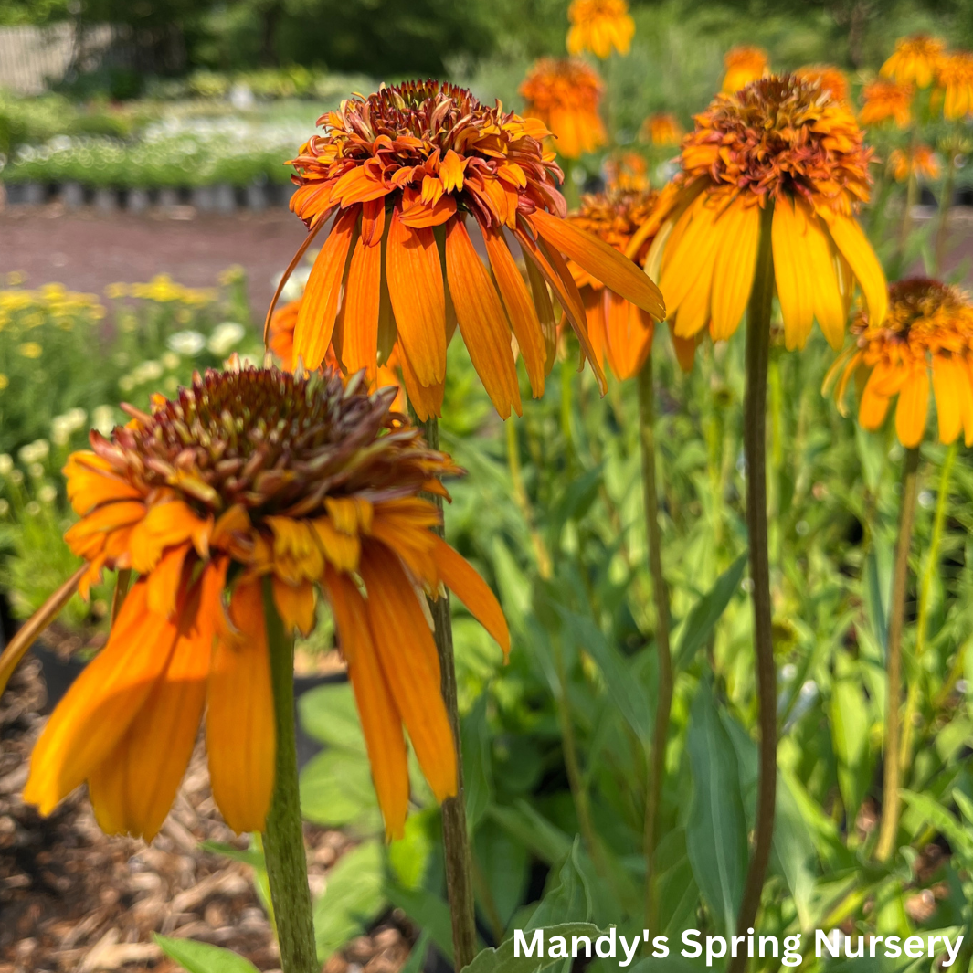 Marmalade Coneflower | Echinacea purpurea