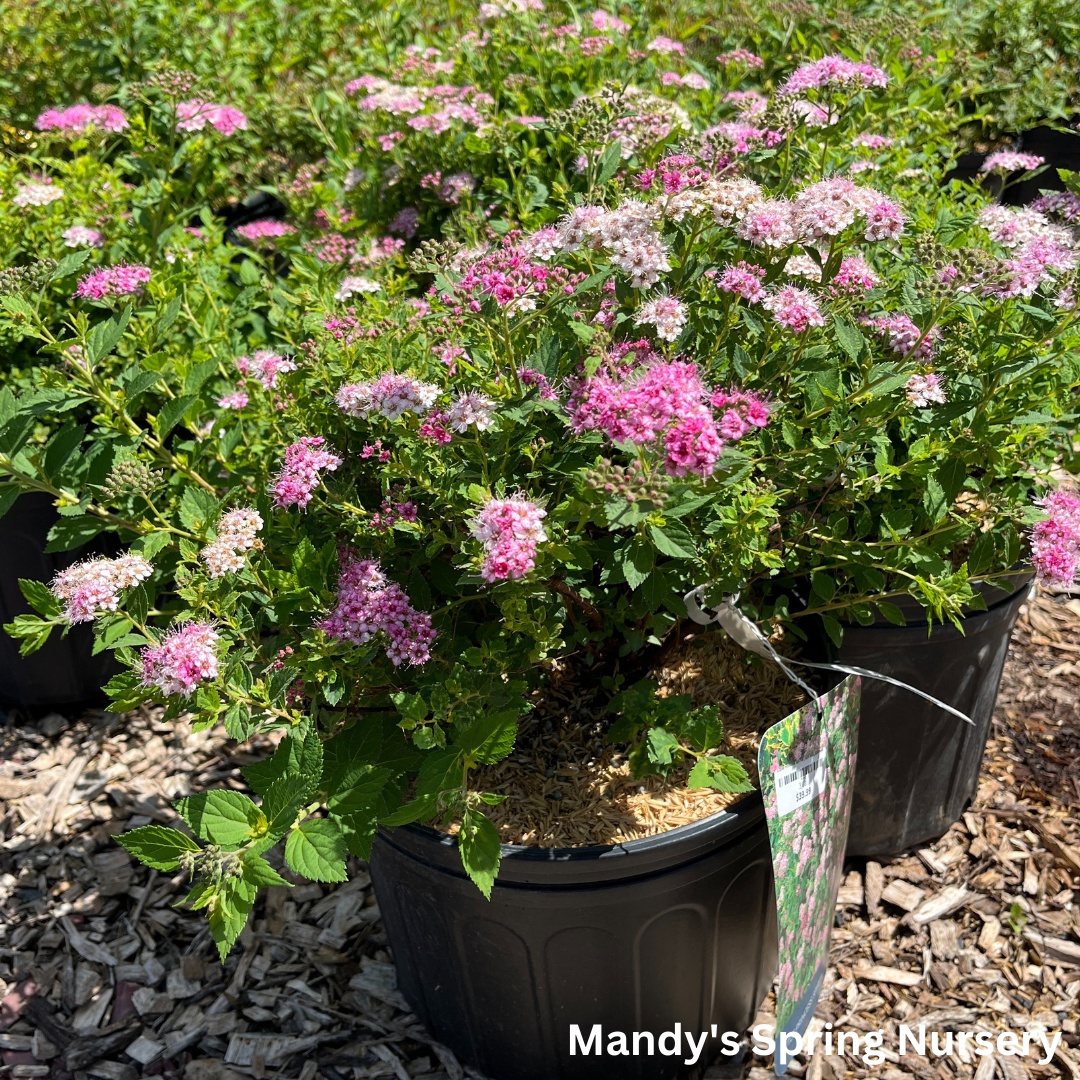 Little Princess Spirea | Spiraea japonica