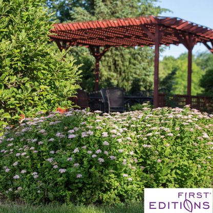 Pink Sparkler Birchleaf Spirea | Spiraea betulifolia