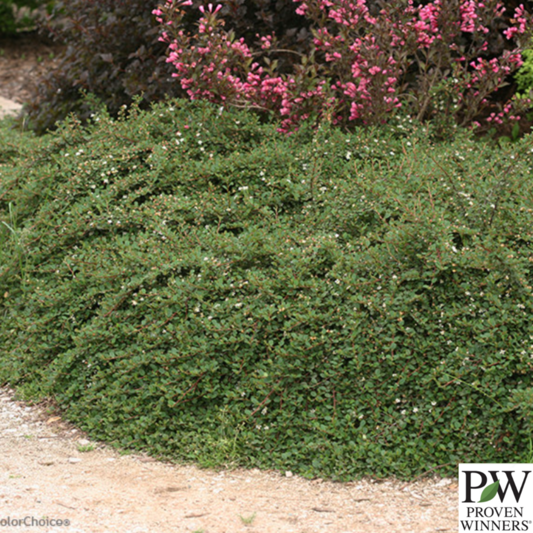 Little Dipper® Cotoneaster | Cotoneaster procumbens