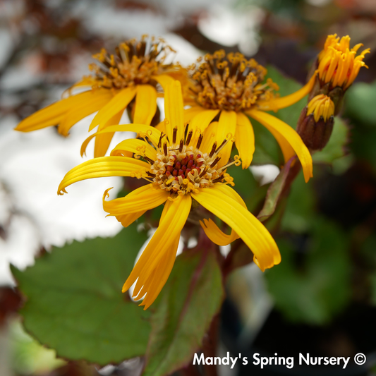 Midnight Lady Ligularia | Ligularia dentata 'Midnight Lady'