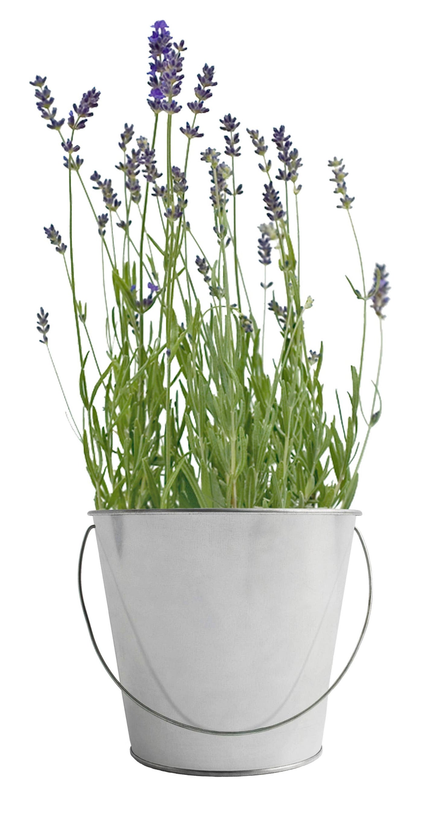 Garden in a Bag | Lavender | Best Seller