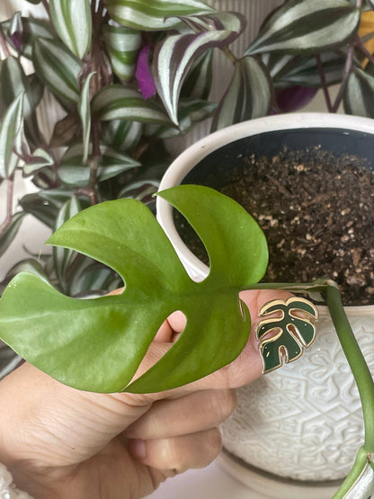 Rhaphidophora Tetrasperma Plant Enamel Pin