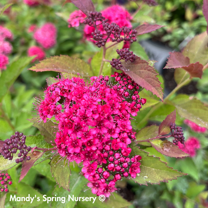Double Play Doozie® Spirea | Spiraea japonica