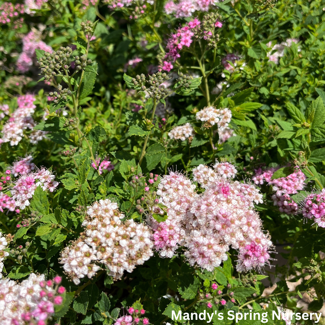 Little Princess Spirea | Spiraea japonica