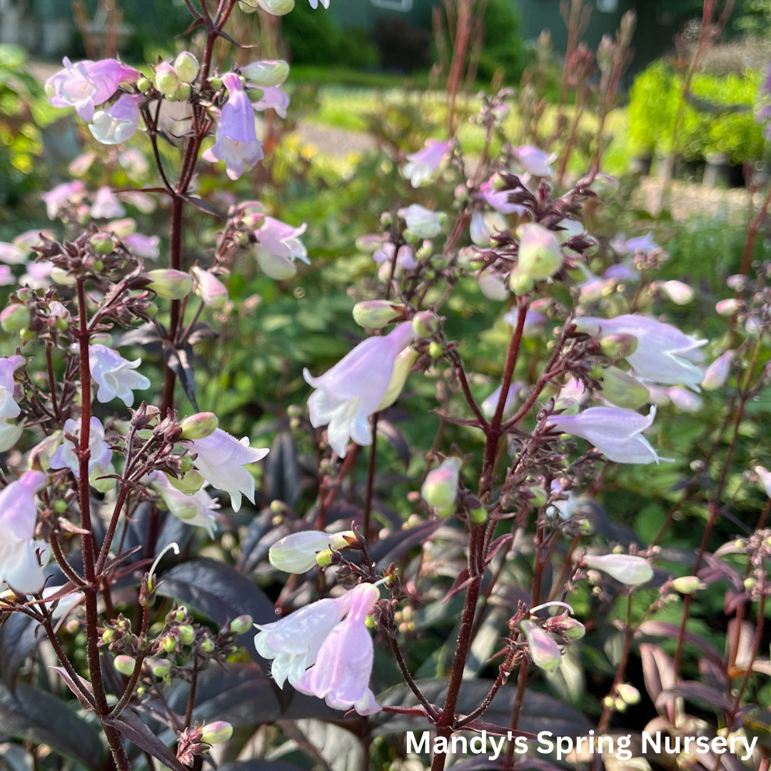 'Blackbeard' Beardtongue | Penstemon 'Blackbeard'