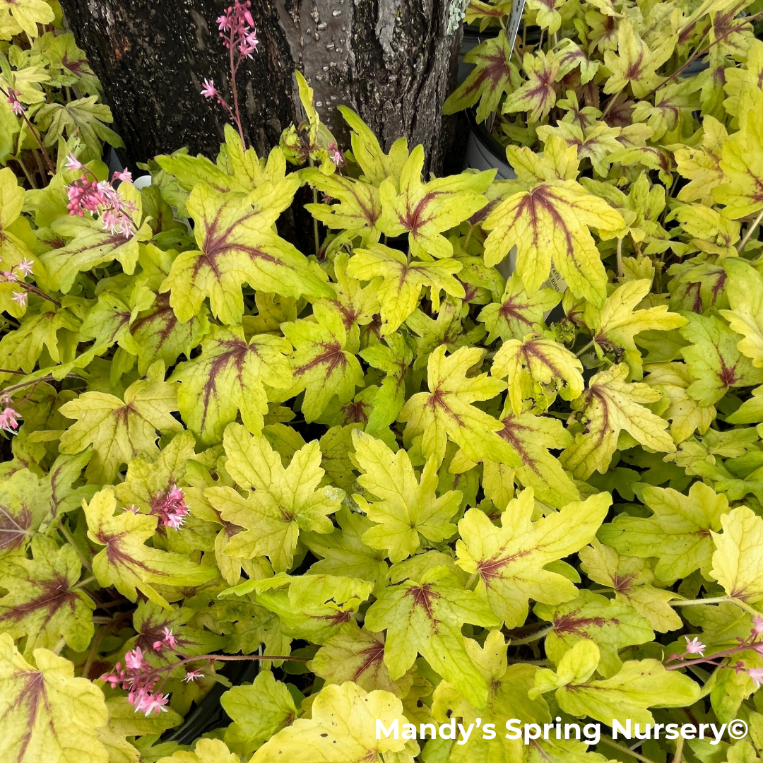 Catching Fire Foamy Bells | Heucherella