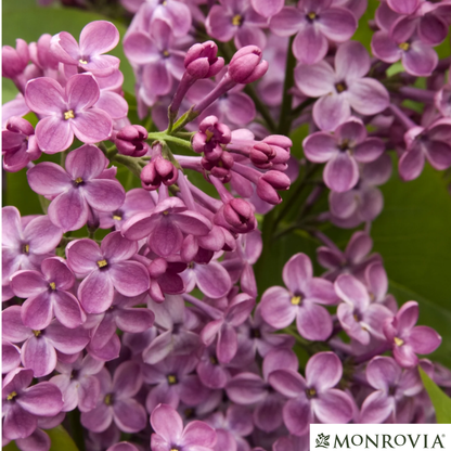 Declaration Lilac | Syringa