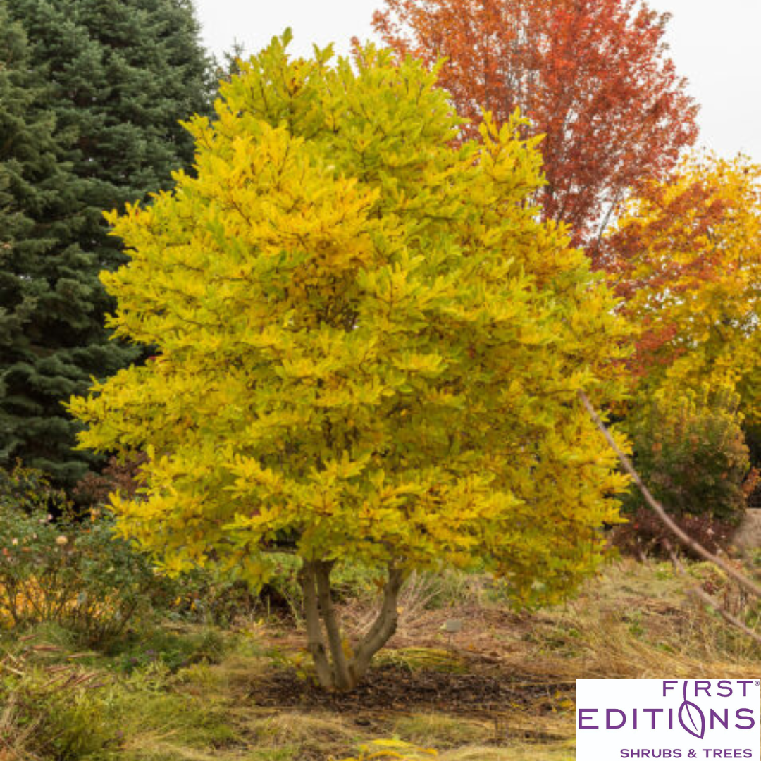 'Centennial Blush' Star Magnolia | Magnolia stellata