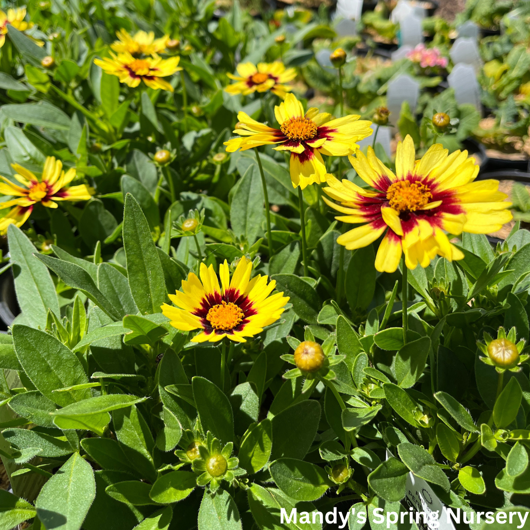 Uptick™ Yellow & Red Tickseed | Coreopsis hybrid