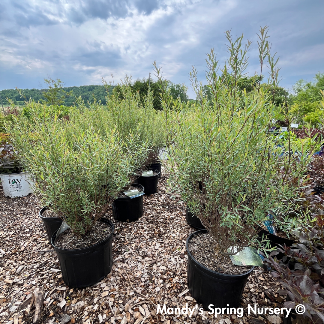 Dwarf Blue Leaf Arctic Willow - Salix purpurea 'Nana'