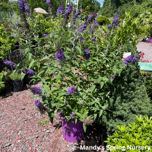 'Psychedelic Sky' Butterfly Bush | Buddleia davidii