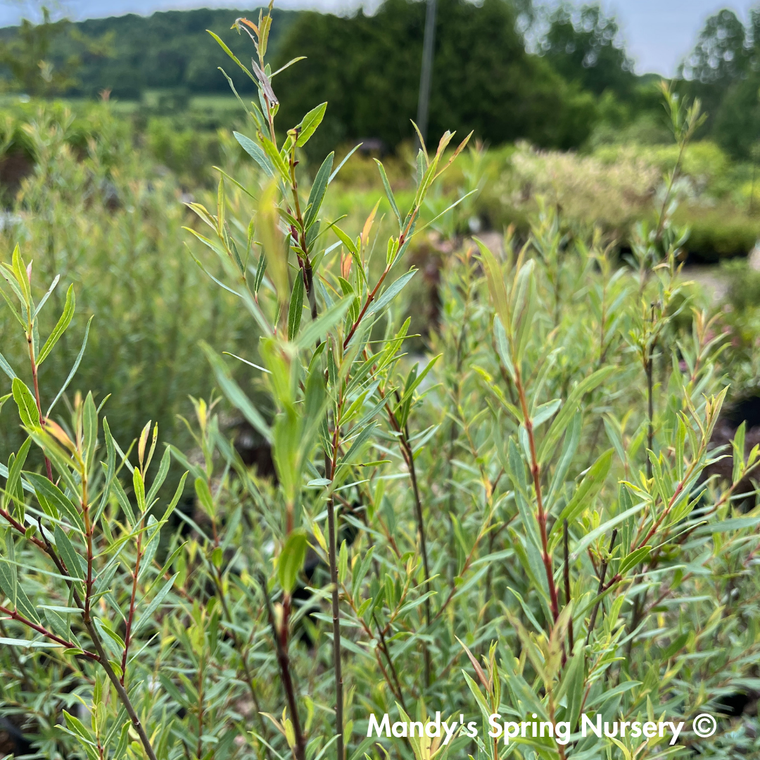 Dwarf Blue Leaf Arctic Willow - Salix purpurea 'Nana'