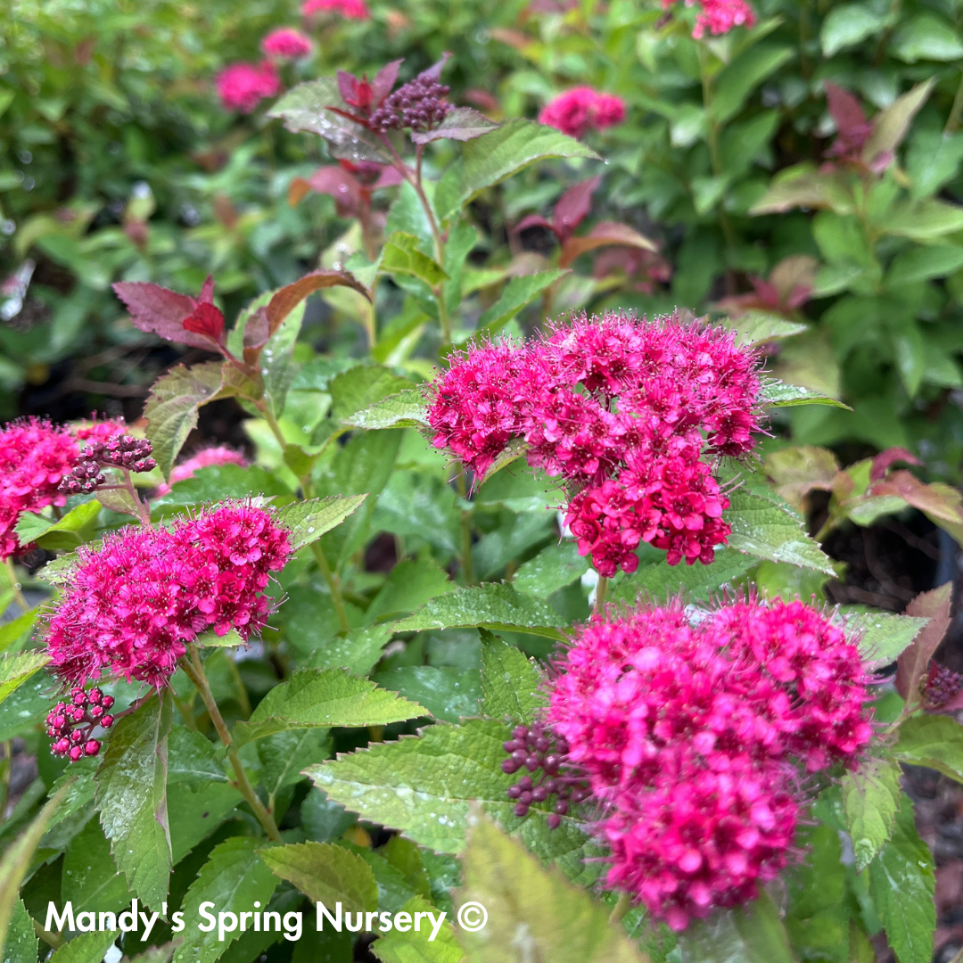 Double Play Doozie® Spirea | Spiraea japonica