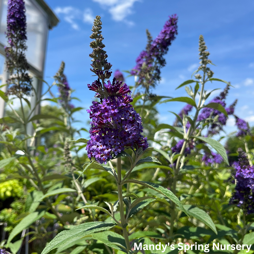 'Psychedelic Sky' Butterfly Bush | Buddleia davidii