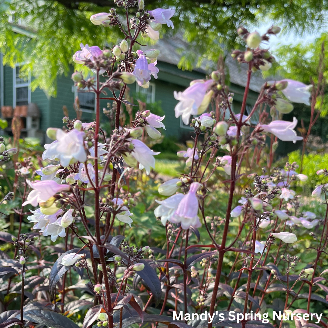 'Blackbeard' Beardtongue | Penstemon 'Blackbeard'