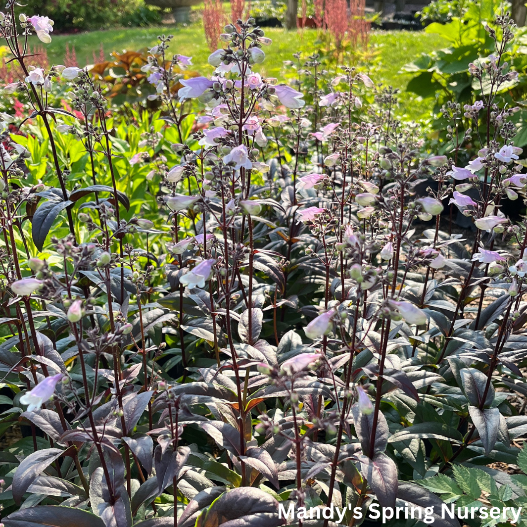 'Blackbeard' Beardtongue | Penstemon 'Blackbeard'