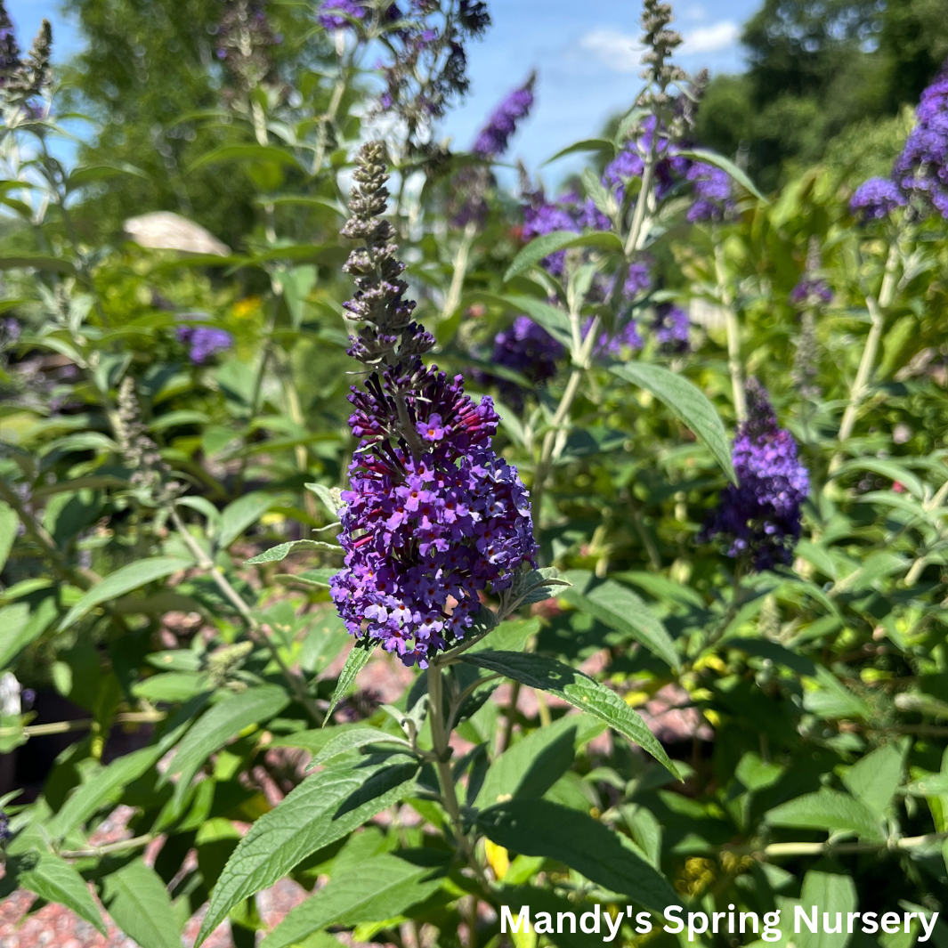 'Psychedelic Sky' Butterfly Bush | Buddleia davidii