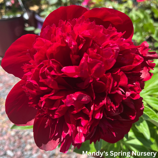 'Red Charm' Peony | Paeonia lactiflora