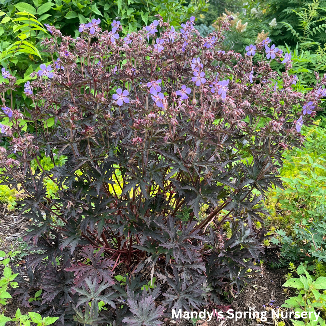 Dark Reiter Meadow Cranesbill Geranium | Geranium pratense