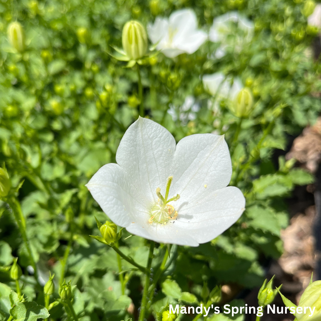 Rapido White Bellflower | Campanula carpatica