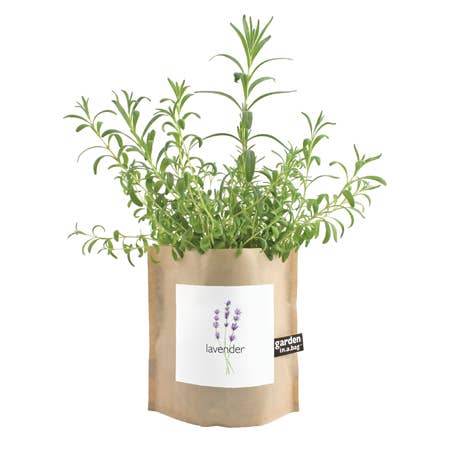 Garden in a Bag | Lavender | Best Seller