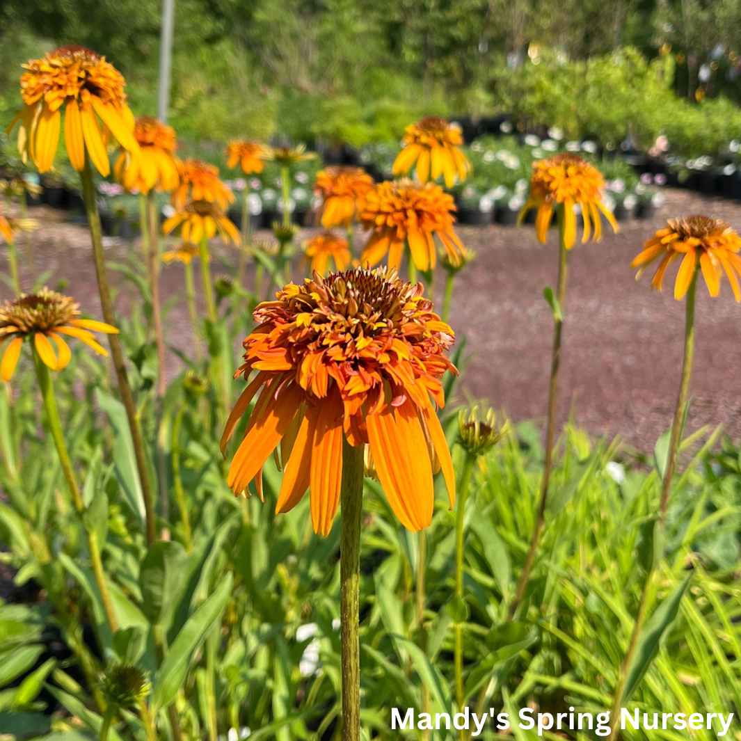 Marmalade Coneflower | Echinacea purpurea