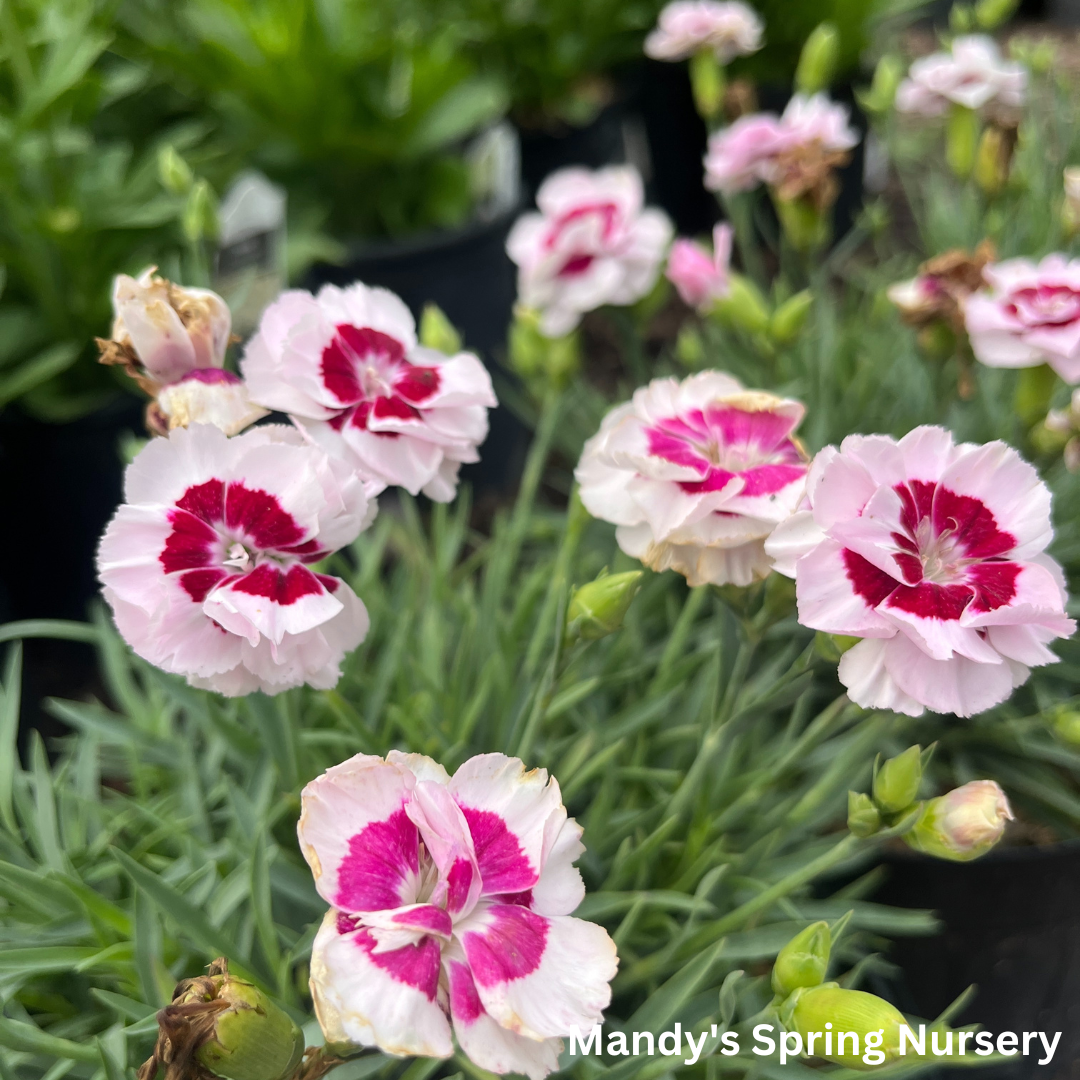 Kiss & Tell Dianthus