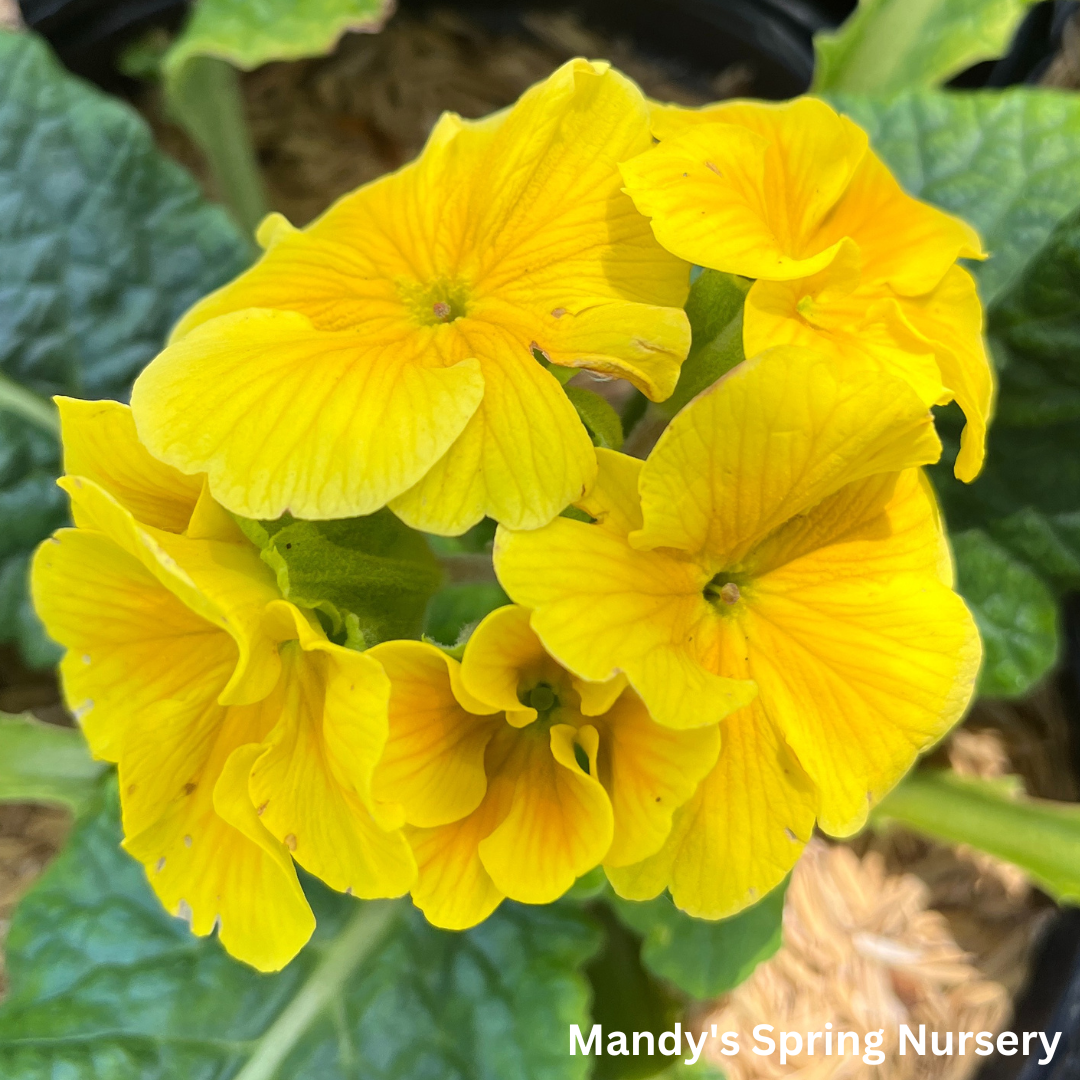 Pacific Hybrids English Primrose | Primula