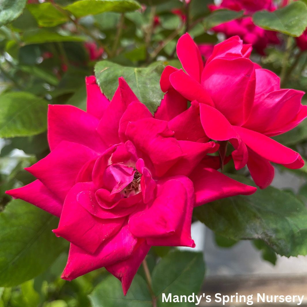 Red Double Knock Out Rose Tree-Form | Rosa