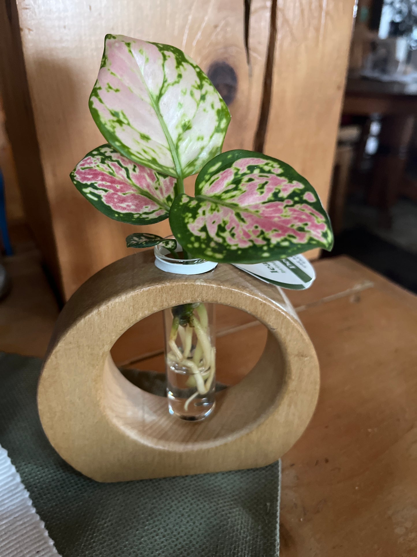 Indoor H2O Planter