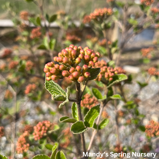 Sugar n' Spice® Koreanspice Viburnum | Viburnum carlesii