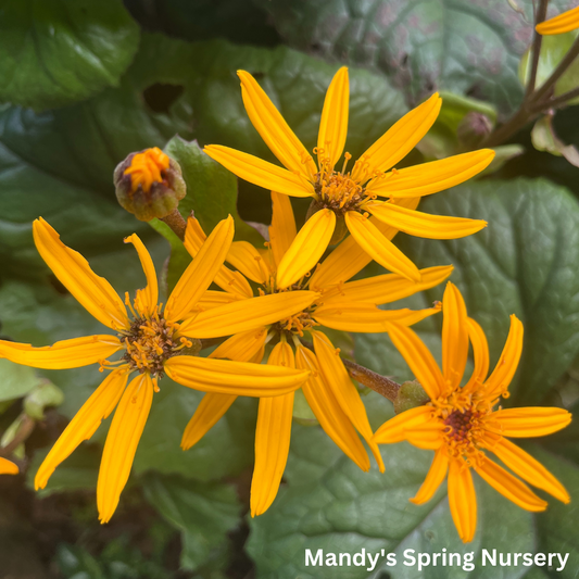 Midnight Lady Ligularia