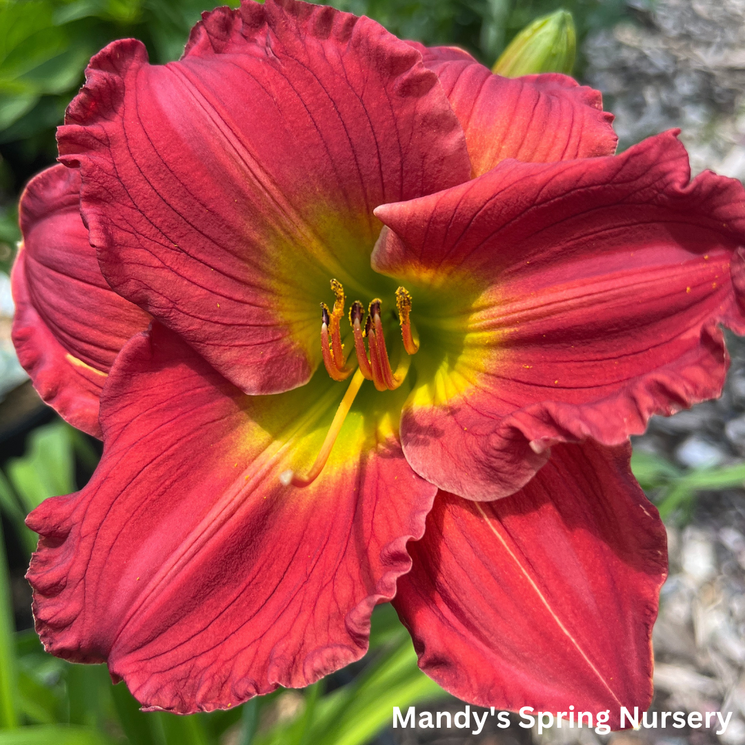 Red Hot Returns Daylily | Hemerocallis 'Red Hot Returns'