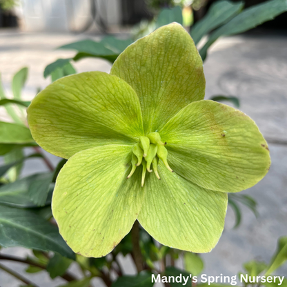 'Winterbells' Hellebore / Lenten Rose | Helleborus 'Winterbells'