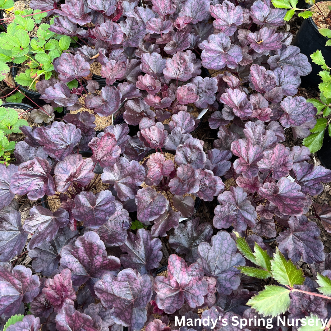 'Grape Expectations' Coral Bells | Heuchera