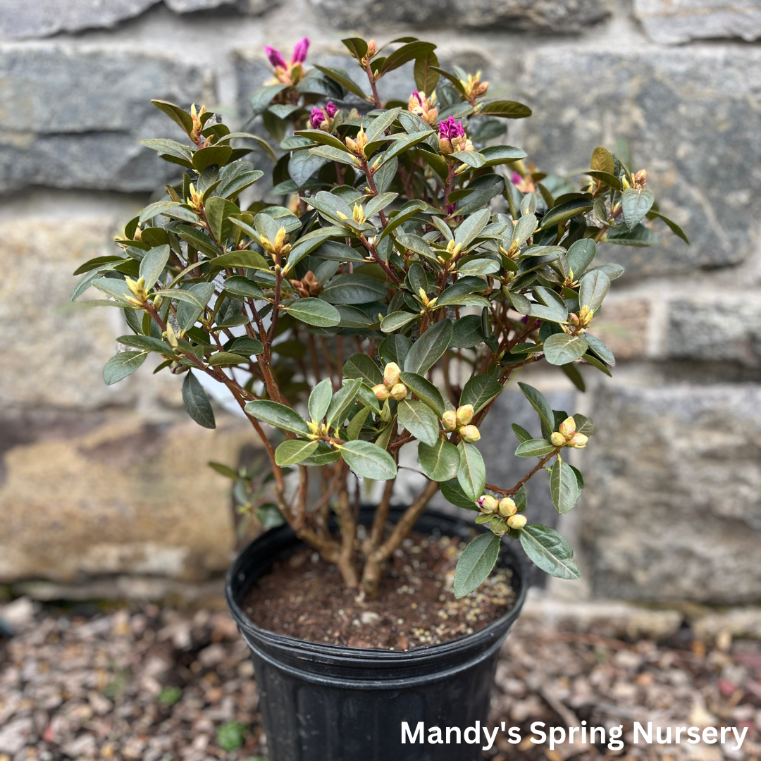 'PJM Elite' Rhododendron