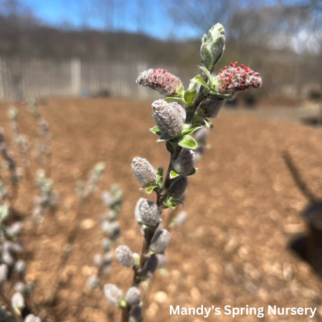 Iceberg Alley Sageleaf Willow | Salix candida