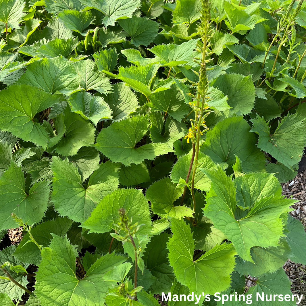 The Rocket Golden Ray | Ligularia stenocephala