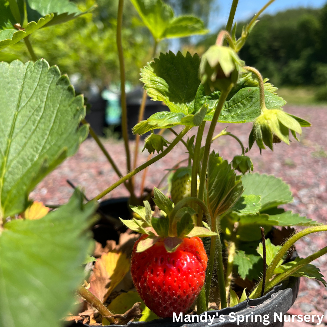 Ft. Laramie Strawberry | Fragaria x ananassa