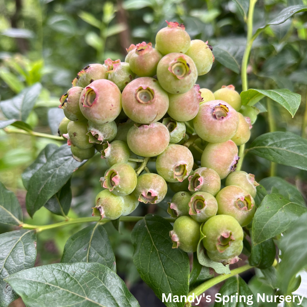 'Patriot' Blueberry | Vaccinium Corymbosum