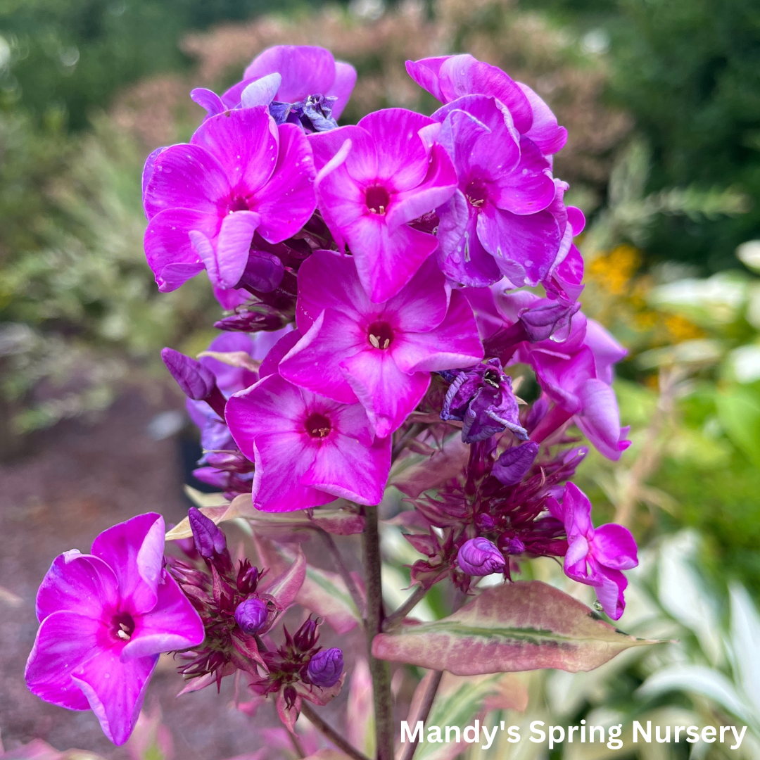 'Olympus' Tall Garden Phlox