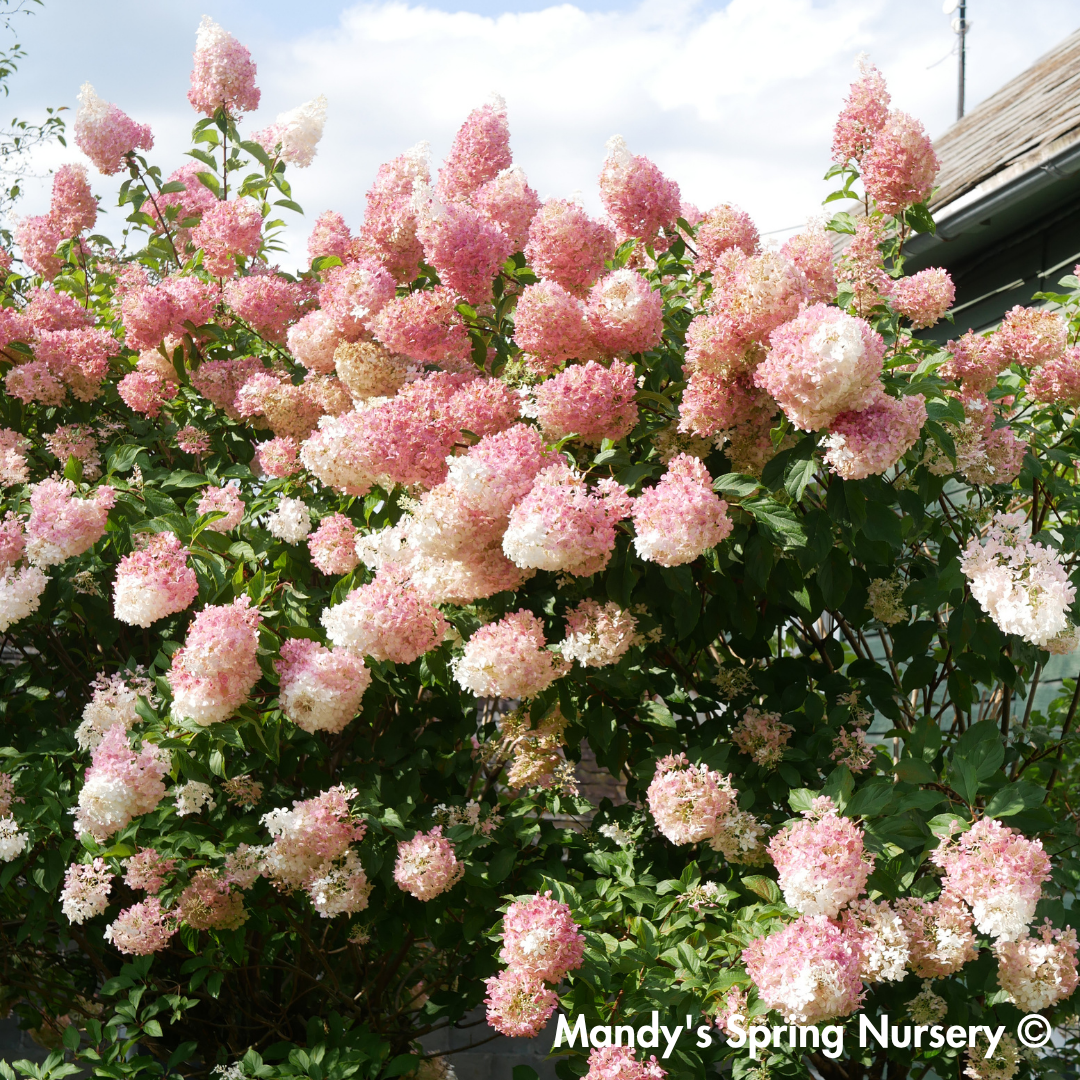 Vanilla Strawberry Hydrangea | Hydrangea paniculata