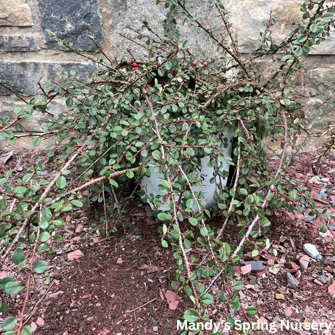 Little Dipper® Cotoneaster | Cotoneaster procumbens