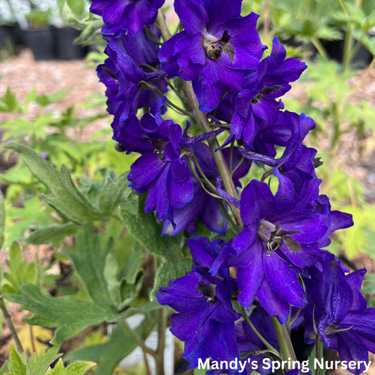 Dark Blue Bee Larkspur | Delphinium